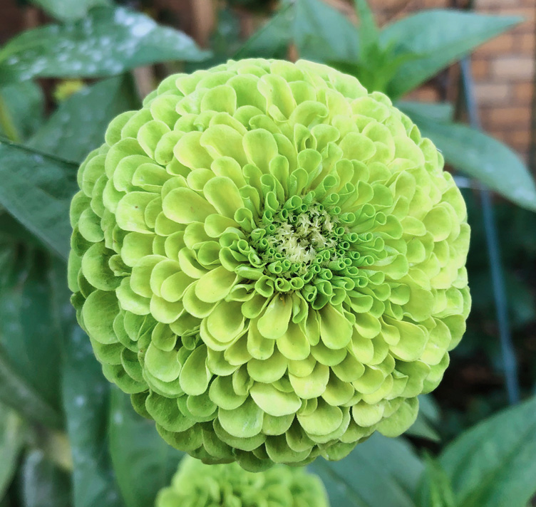 Zinnia e. Giant Lime , циния зелена, голям цвят - (212)